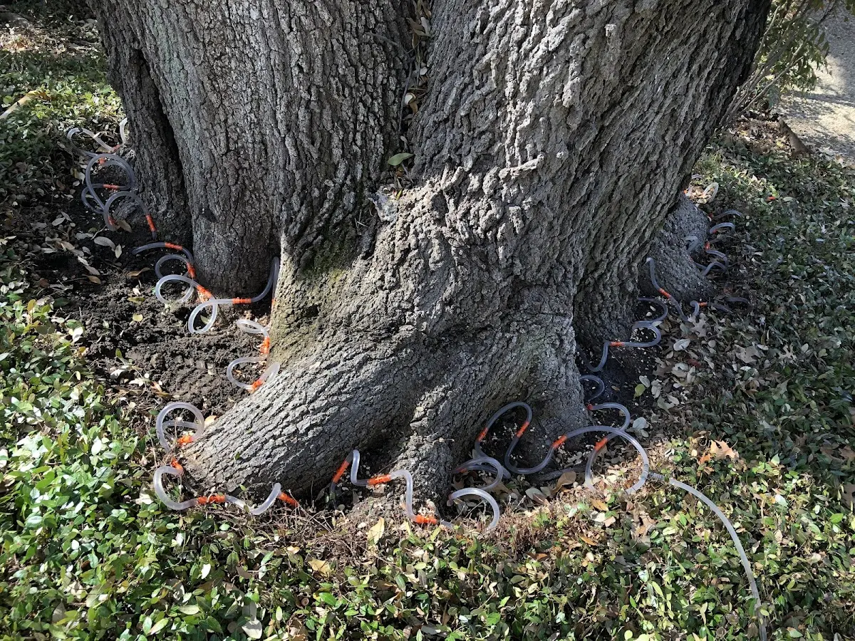 Detailed Tree Cabling and Bracing job site in Spiceland
