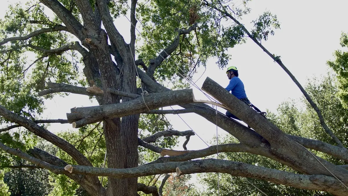 Professional Crown Thinning performed by certified arborists in Spiceland