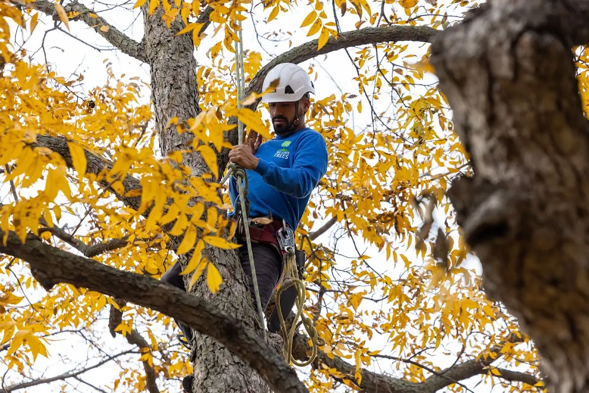Skilled Tree Pruning crew working in Spiceland